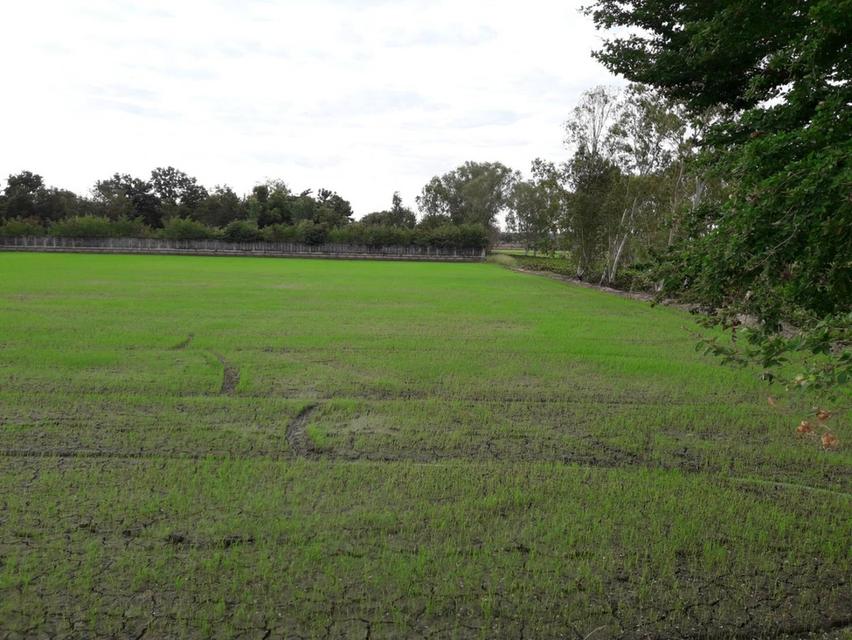 ขายที่ดินสำหรับปลูกบ้านที่ตำบลบ้านแป้งใกล้พระราชวังบางปะอินจังหวัดพระนครศรีอยุธยา 7