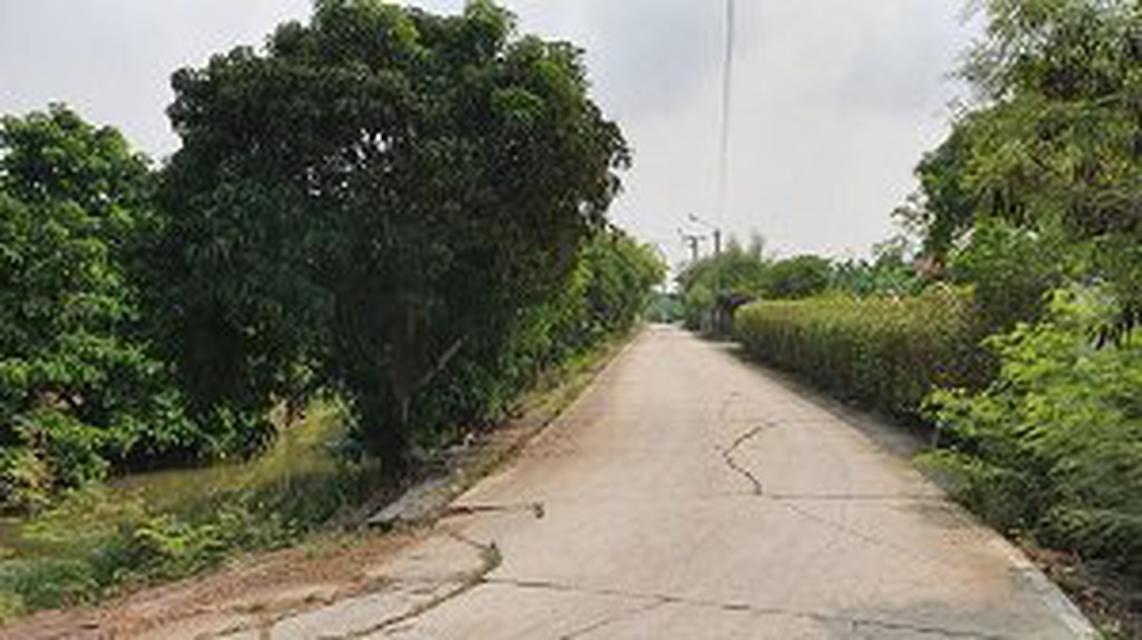 ขายที่ดินเดิม ขุดเป็นล่องสวน ปลูกต้นไม้ล้อมรอบด้วยน้ำ 2 ไร่ นนทบุรี 5