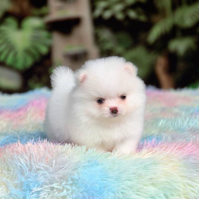 ปอมเมอเรเนียนแท้ เพศผู้ ทีคัพ รูปที่ 5