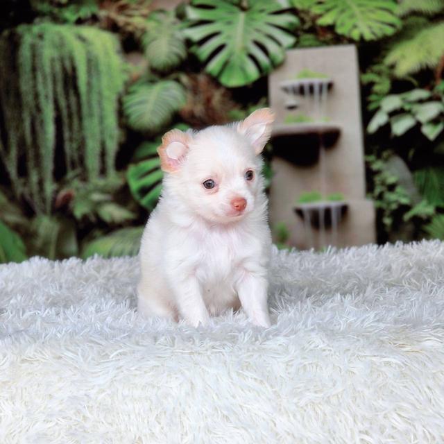 ชิวาวาแท้ เพศผู้ ขนยาว รูปที่ 8