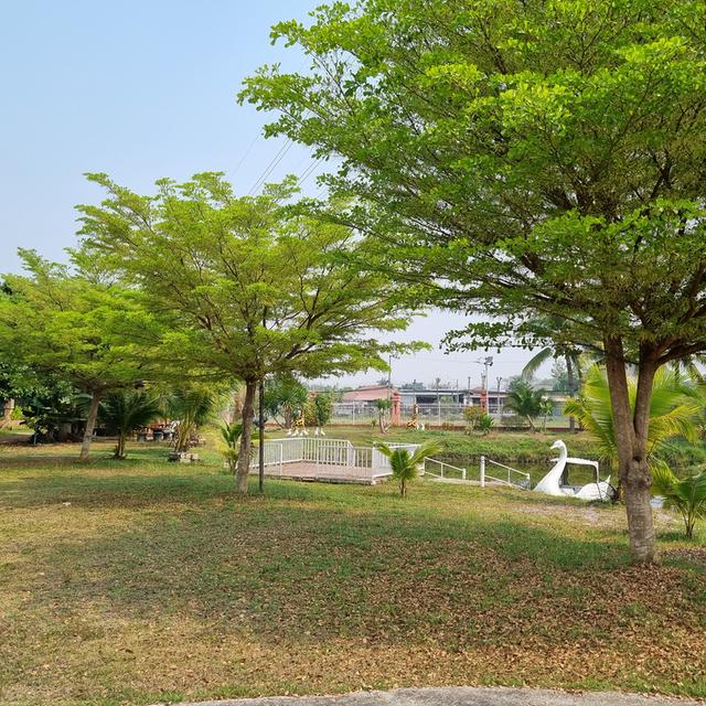 ขายบ้านและที่ดินสวนรวมพื้นที่ 4ไร่ 2งาน ต.กนหนิงผึ้ง อ.สารภี จ.เชียงใหม่ 7