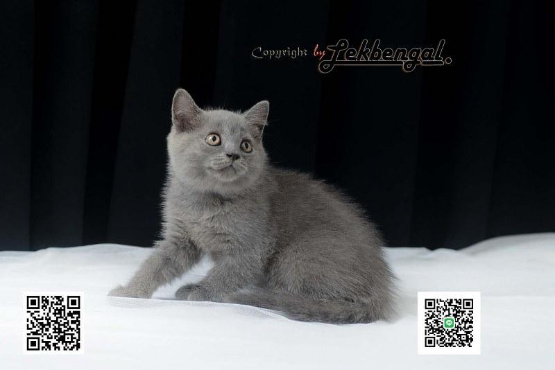 บริติชชอร์ตแฮร์ British Shorthair 