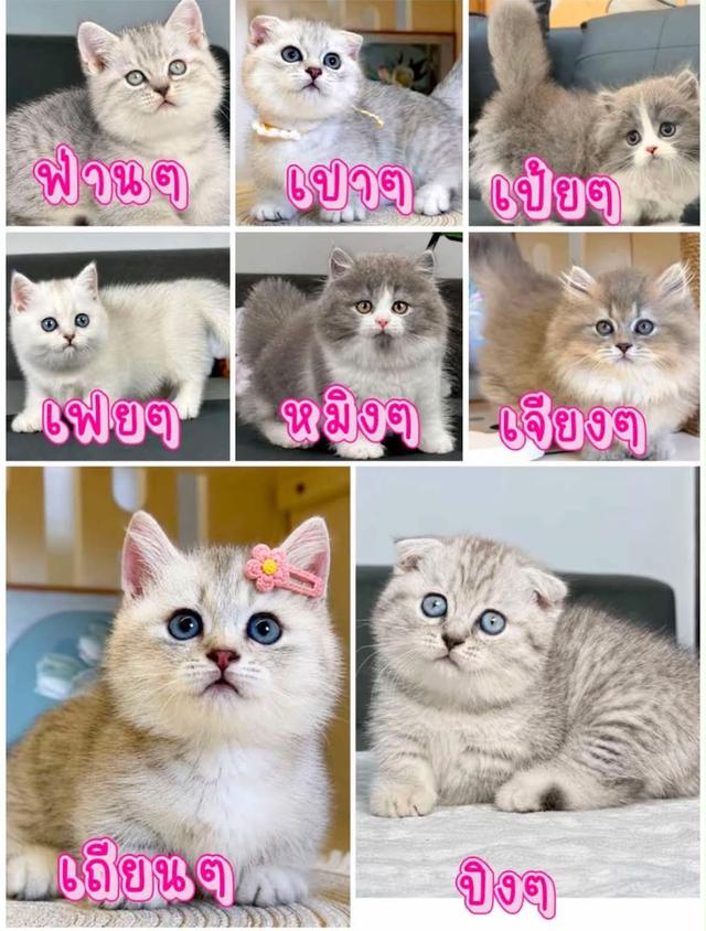 แมวขาสั้น มันช์กิ้นขาสั้น 2เดือนกว่าทุกคน ผ่อนได้ไม่ต้องใช้บัตรเครดิตสนใจทักได้เลย รูปที่ 3