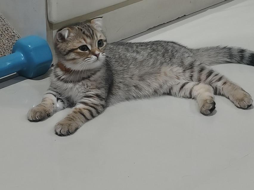 ลูกแมวสก็อตติช เพศหญิง หูดีด น่ารักสุดๆ