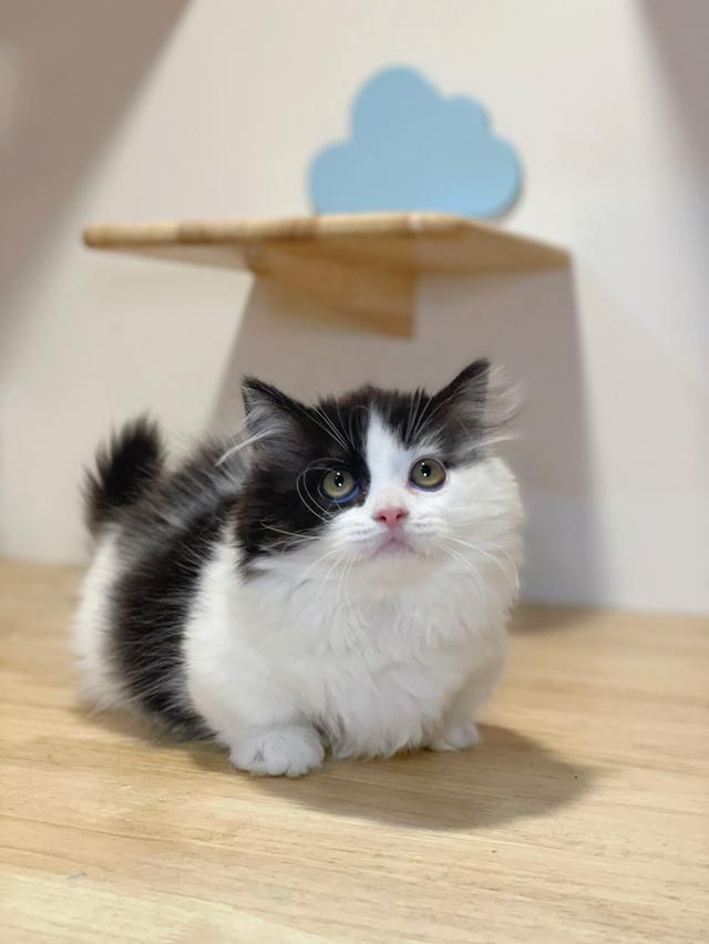 แมวมันช์กิ้นขาสั้น พร้อมย้าย รูปย่อยที่ 4