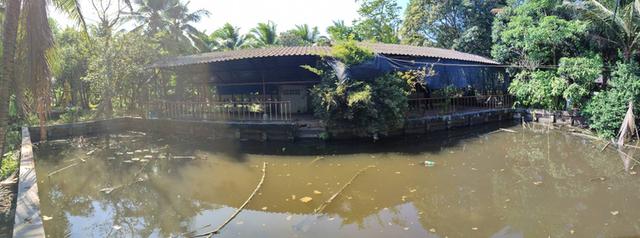 ขายที่ดิน บ้านและสวนมะพร้าว 8