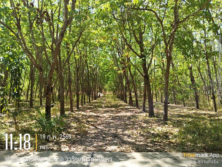 ขายด่วนที่ดิน13ไร่เศษโฉนดครุฑแดงโอนฟรีไม่มีค่าใช้จ่าย2,000,000 5