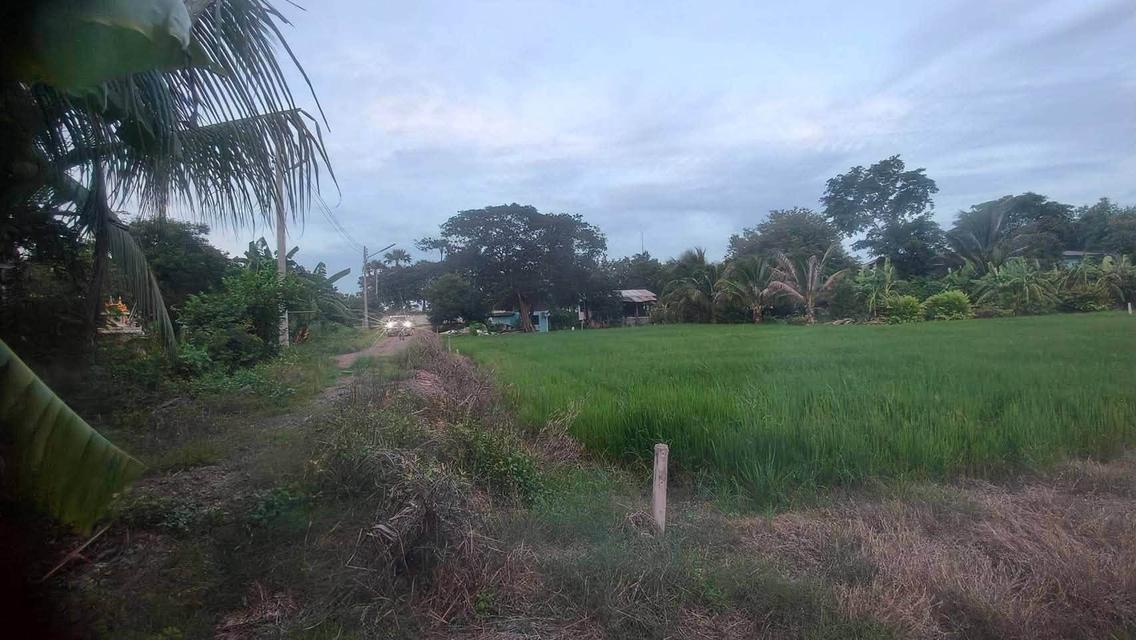 ขายด่วนที่ดิน 680 ตรว ติดถนนสาธารณะ 2 ด้าน แปลงมุม บ้านงิ้ว สามโคก ปทุมธานี 2