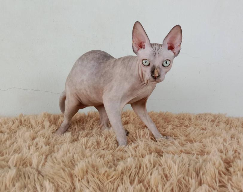 3.แมวสฟิงซ์/เพศเมีย หาบ้าน Sphynx Cat/Female looking for a new home