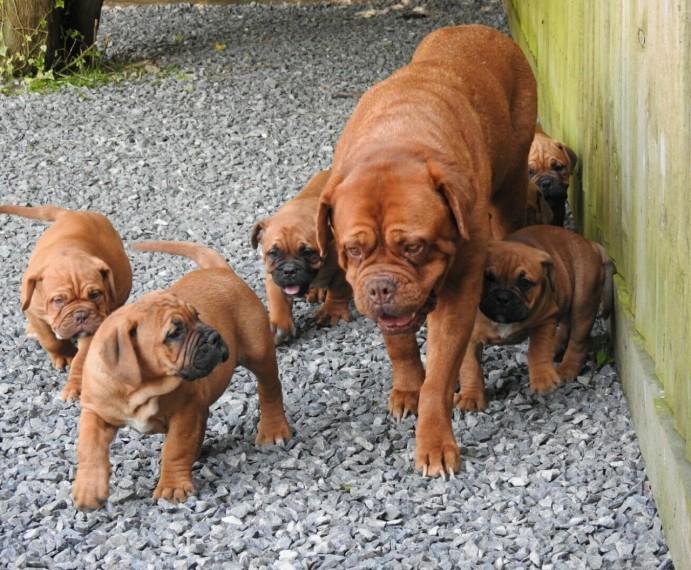 Dogue De Bordeaux Puppies WhatsApp me : +66 63 826 3042