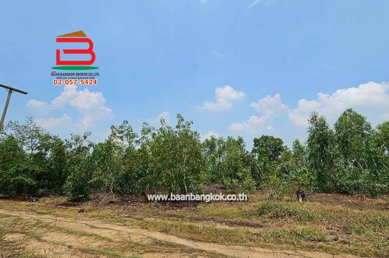 ที่ดินเปล่า หมู่บ้าน อริสรา ลาดบัวหลวง เนื้อที่ 1-0-35 ไร่ ถนนบางบัวทอง-สุพรรณบุรี อ.ลาดบัวหลวง จ.อยุธยา 3