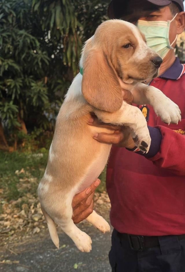 สุนัขบาสเซ็ตฮาวด์เพ็ดสมาคมเต็มใบ รูปที่ 9