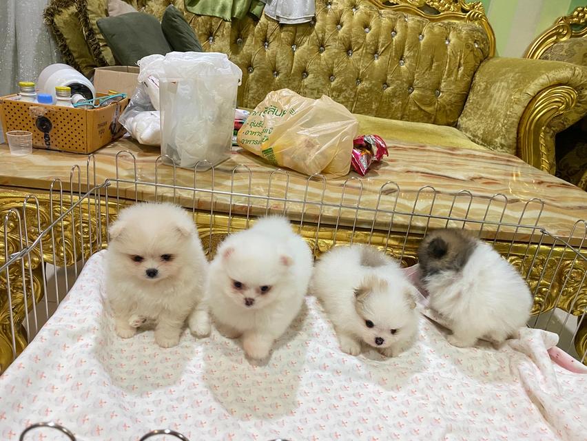 ลูกปอมเมอเรเนียนแท้ อายุ50วัน พร้อมเลี้ยง ราคากันเอง รูปที่ 3