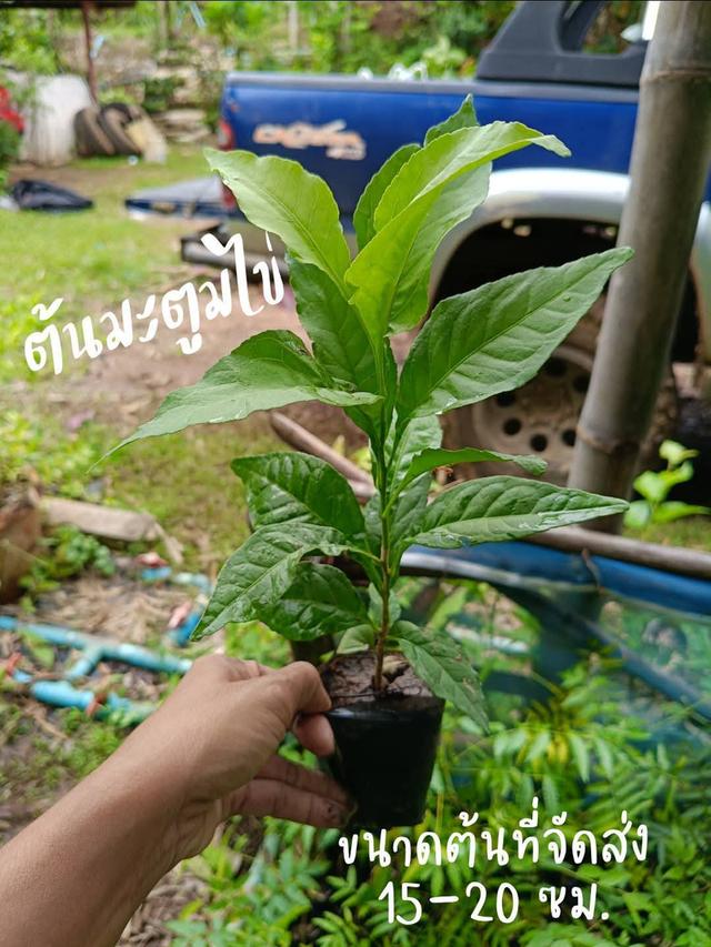 ต้นมะตูมไข่ (3ต้น) 7