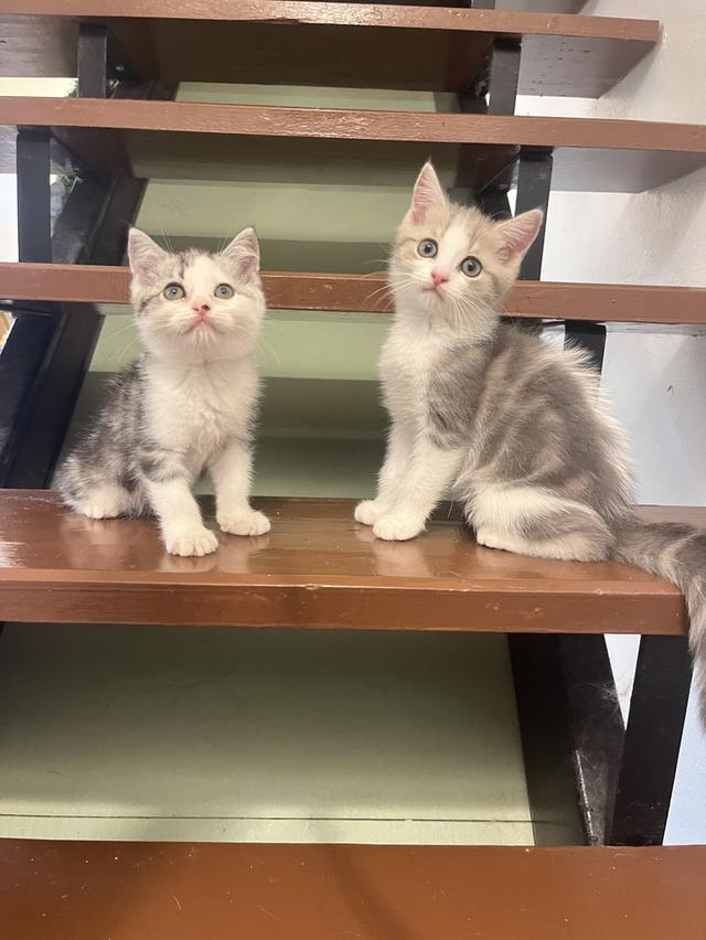 แมวสก๊อตติชโฟแท้   เด็กเด็กน่ารักมาก 10