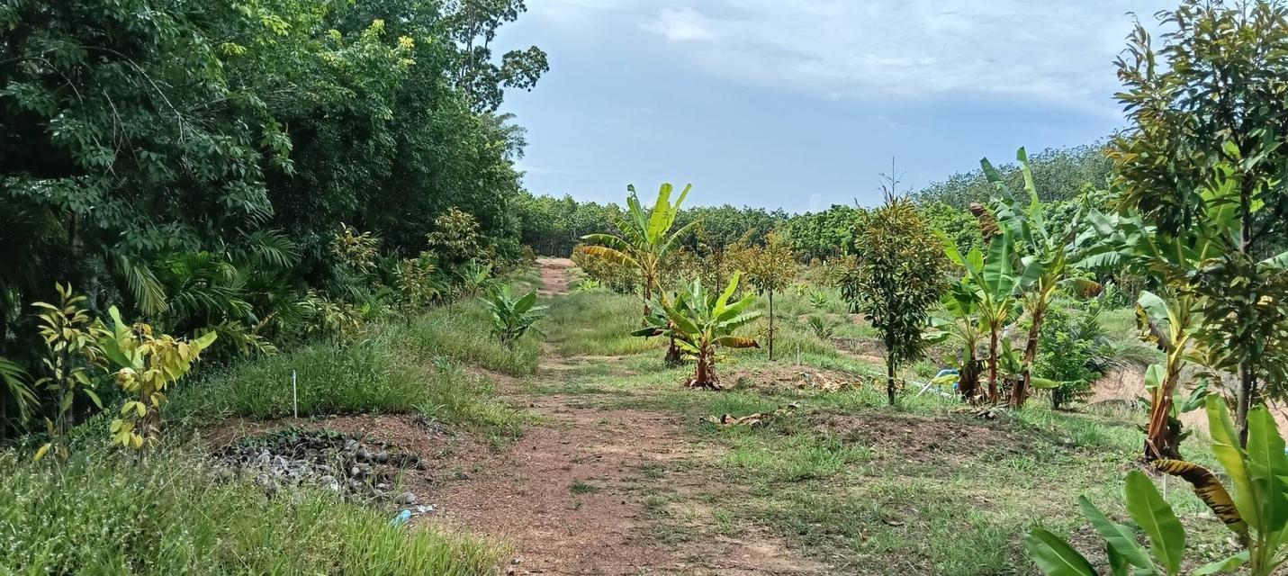 ที่ดินพร้อสวนทุเรียนพร้อมบ้าน 9