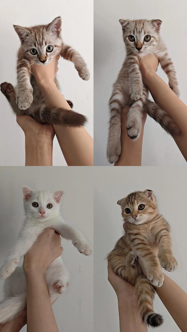 สก็อตติช อายุ 2 เดือน มีทั้งหูพับและไม่พับ