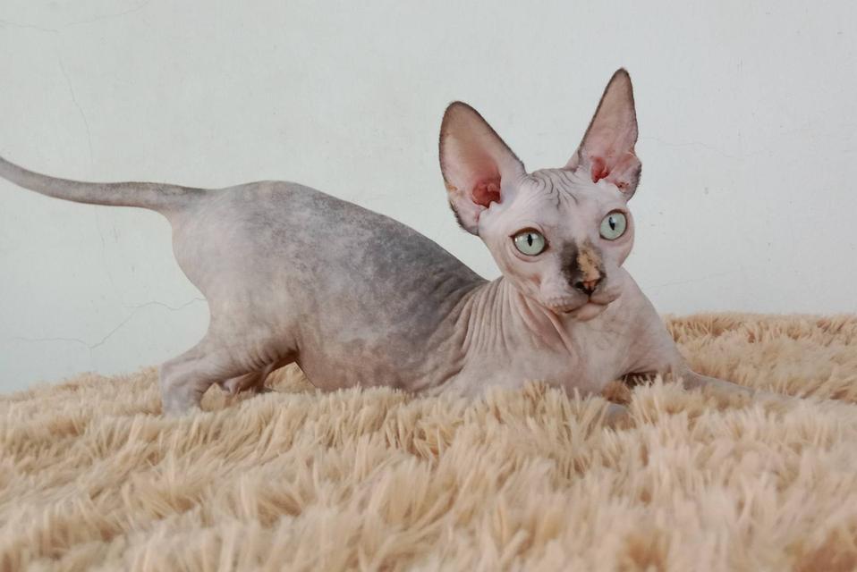 3.แมวสฟิงซ์/เพศเมีย หาบ้าน Sphynx Cat/Female looking for a new home 9