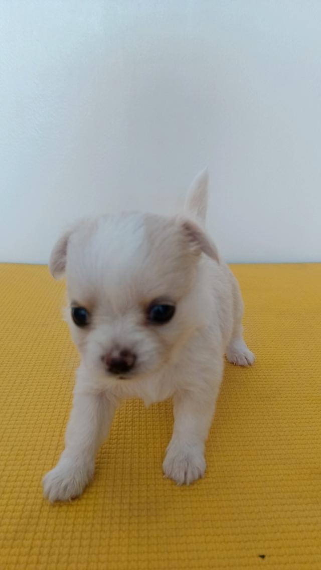 สุนัขชิวาวาแท้ เพศเมีย สุขภาพแข็งแรง รูปที่ 6