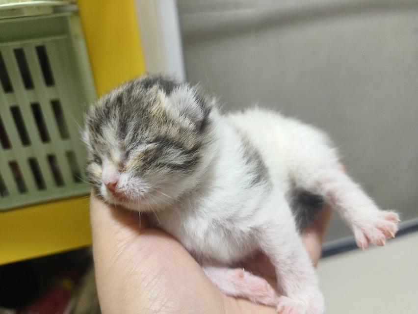 ลูกแมวสก็อตติช 4
