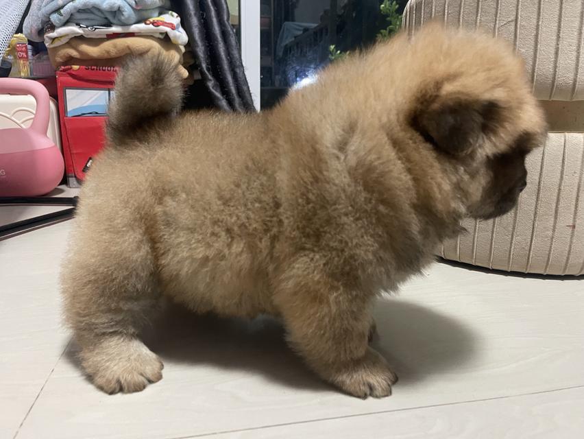 หมาเชาว์ เชาว์แท้ 100% รูปที่ 5