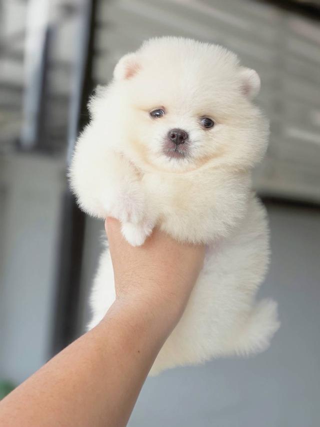 ปอมเมอเรเนียนแท้ เพศผู้ พร้อมย้ายบ้าน รูปที่ 3