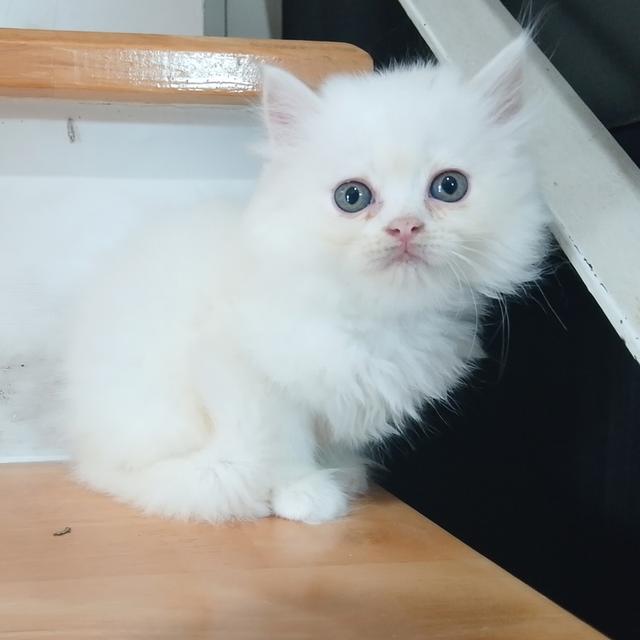 ขายลูกแมวเปอร์เซียน่ารัก ผู้ชาย ผู้หญิง พระรามสอง เทียนทะเล รูปที่ 12