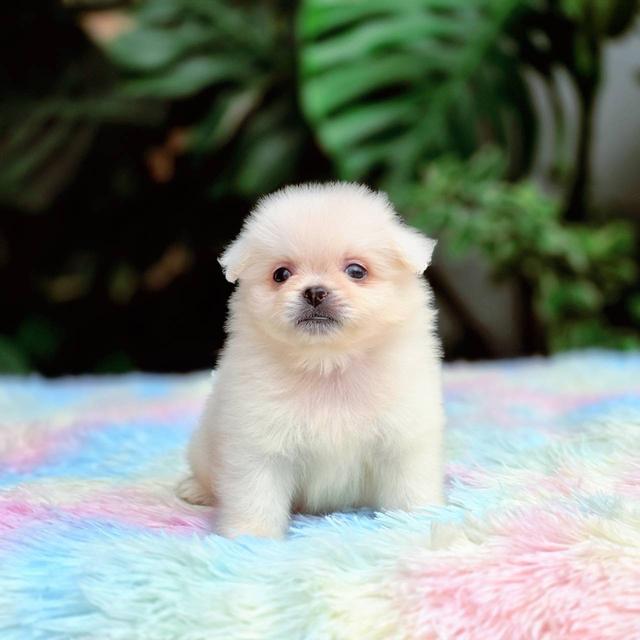 ปอมผสมชิวาวาเพศผู้ 13