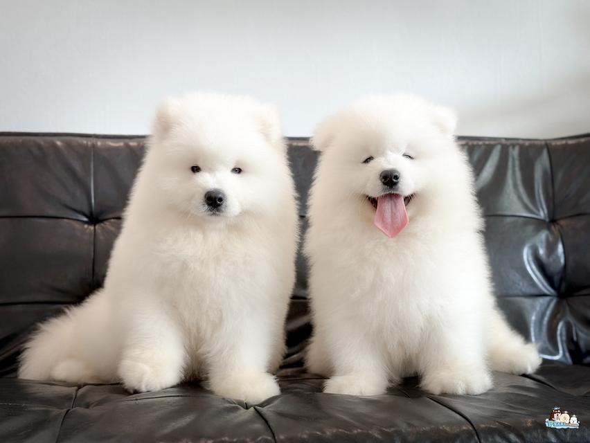 น้องซามอยด์ นำเข้าจากประเทศจีน 16