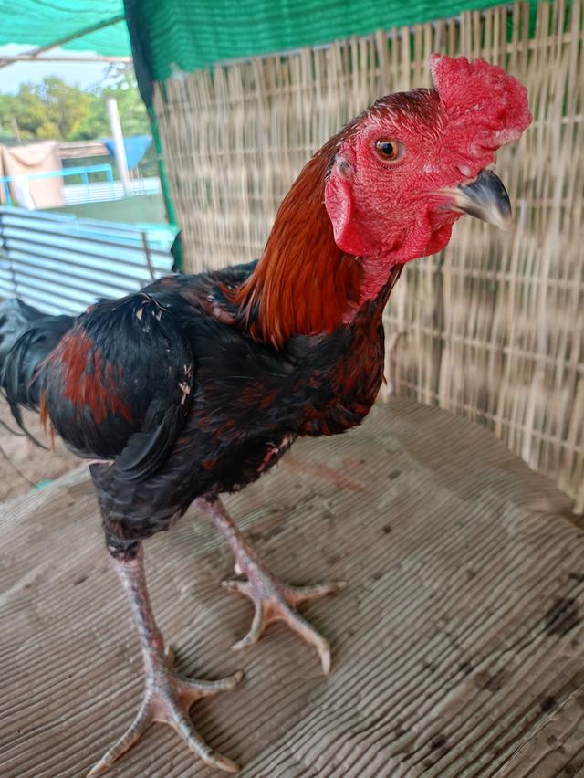 ไก่ชน 5