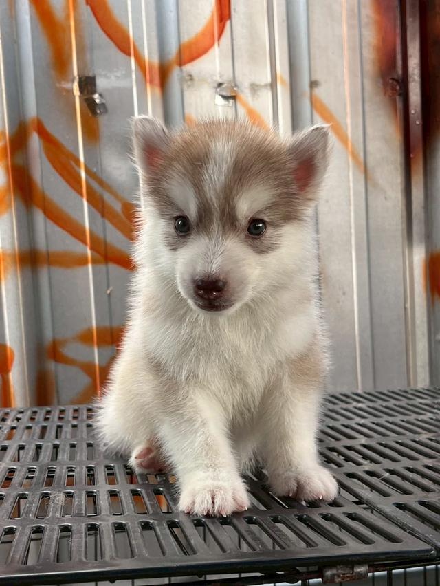 Siberian Husky  ไซบีเรียน ฮัสกี้
