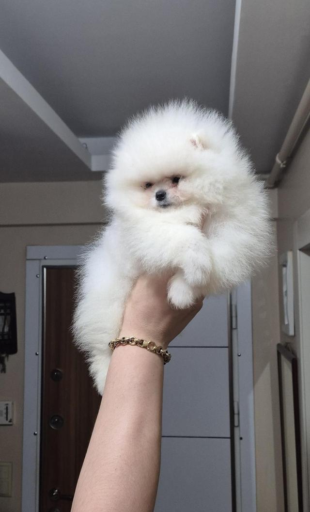 Pomeranian puppies WhatsApp me : +66 63 826 3042 รูปย่อยที่ 2