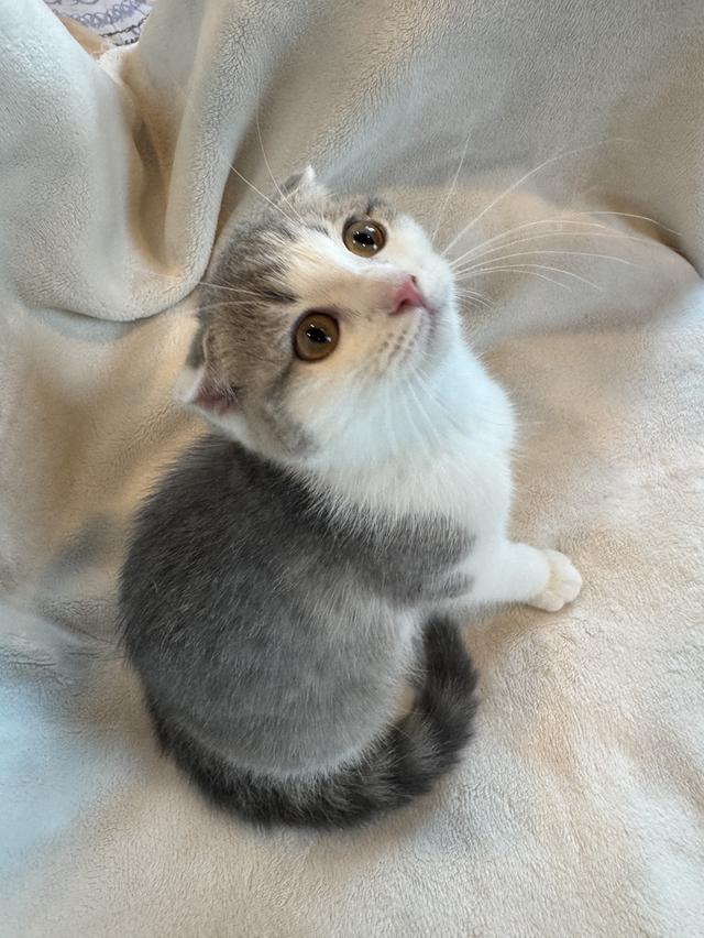 คนขายเลี้ยงเองค่ะ สก็อตติสโฟล์ด เมีย รูปที่ 4