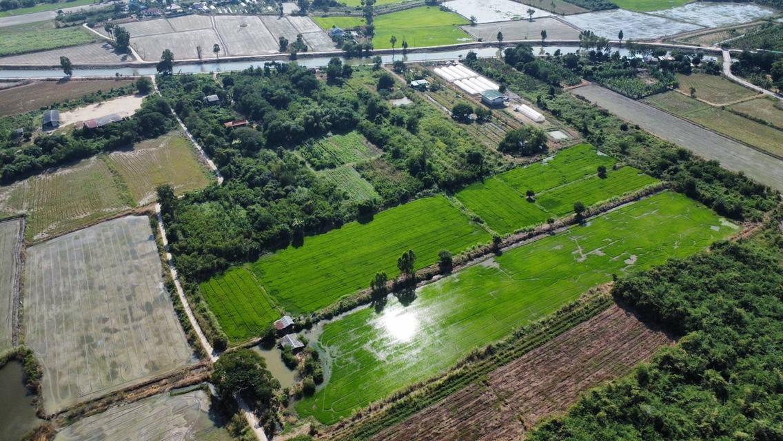 ที่ดินสวนไผ่ราคาไร่ละ200,000บาทติดถนน 2