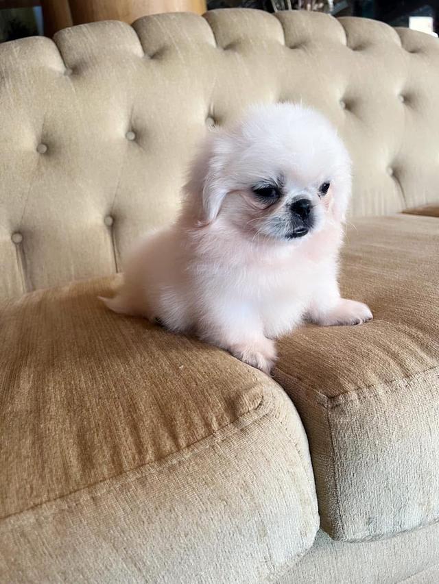 ลูกสุนัข Pekingese 3