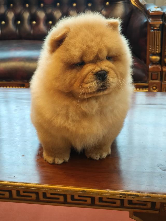 สุนัขสายพันธ์chowchow