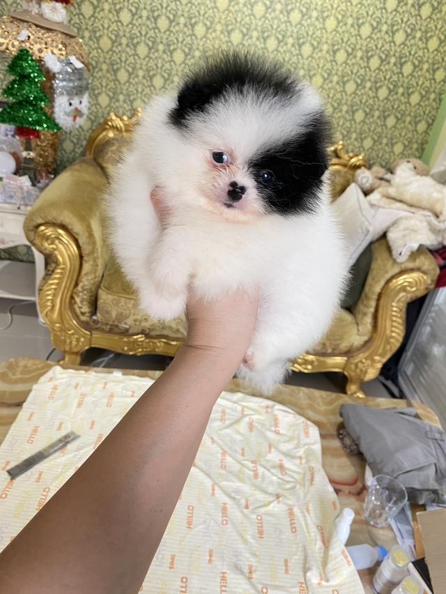 ลูกปอมเมอเรเนียนแท้ น่ารัก สีสวย