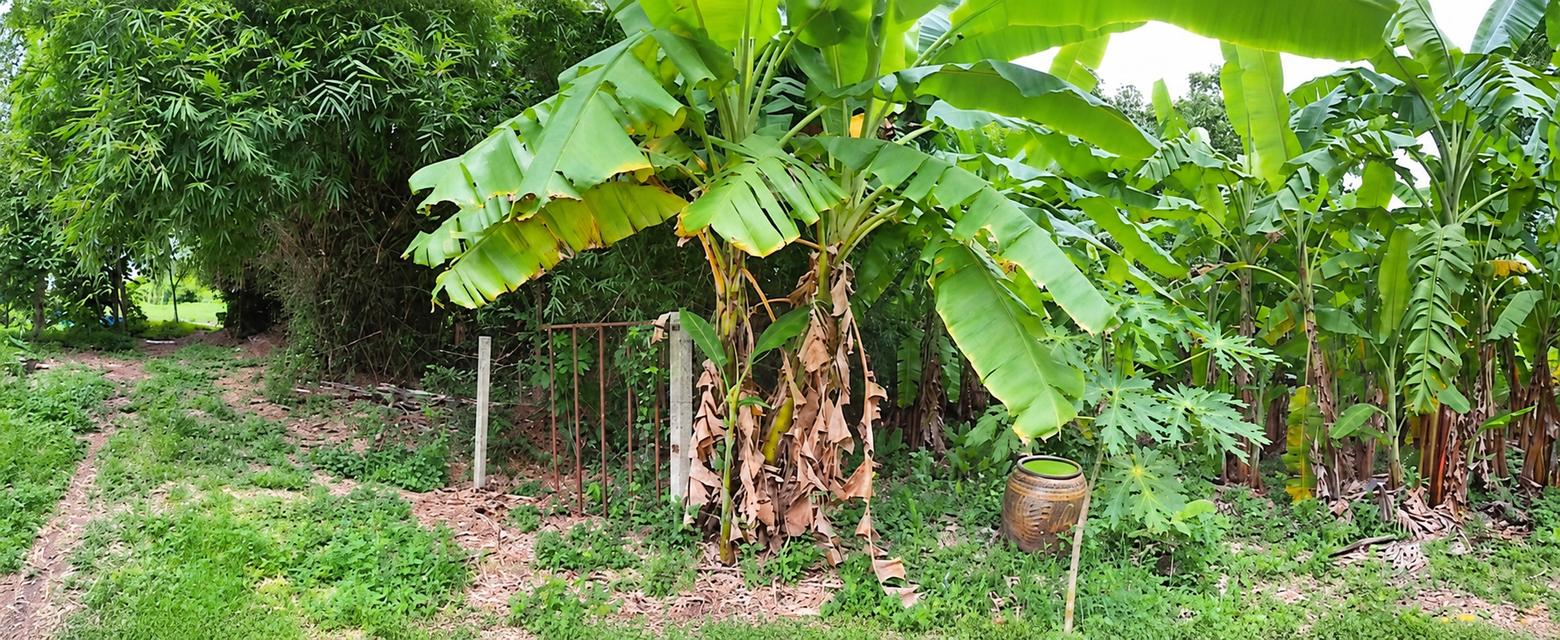 🌿 ขายที่ดินแปลงใหญ่ ติดถนนคลองเก้า เขตหนองจอก กรุงเทพมหานคร 5