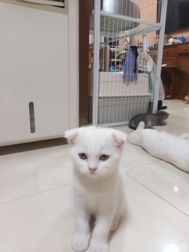 ลูกแมวสก๊อตติสโฟลด์ราคา2500-3000 รูปย่อยที่ 4