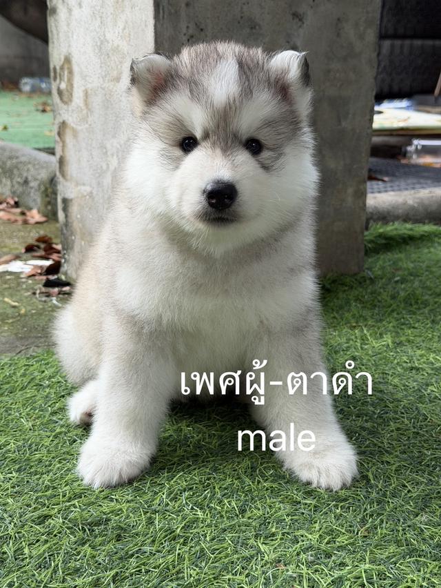 ลูกสุนัขไซบีเรียนฮัสกี้ รูปที่ 2