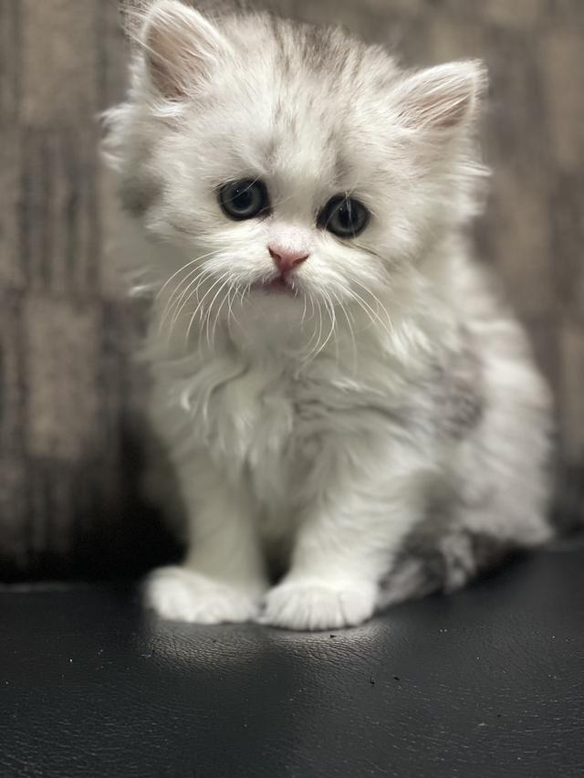 น้องดีมงคล(แมวอารมณ์ดี)