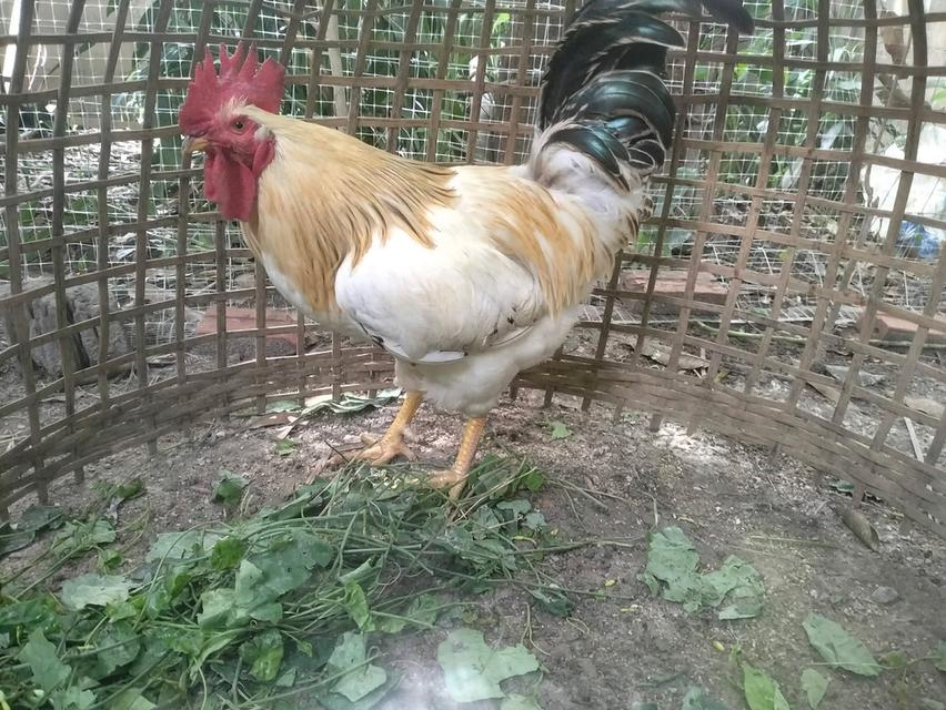 ไก่ไข่พ่อพันธุ์ไลทซันเช็คhybrid รูปที่ 3