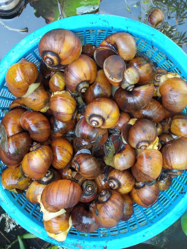 ไข่หอยเชอรี่สีทองสระแก้ว