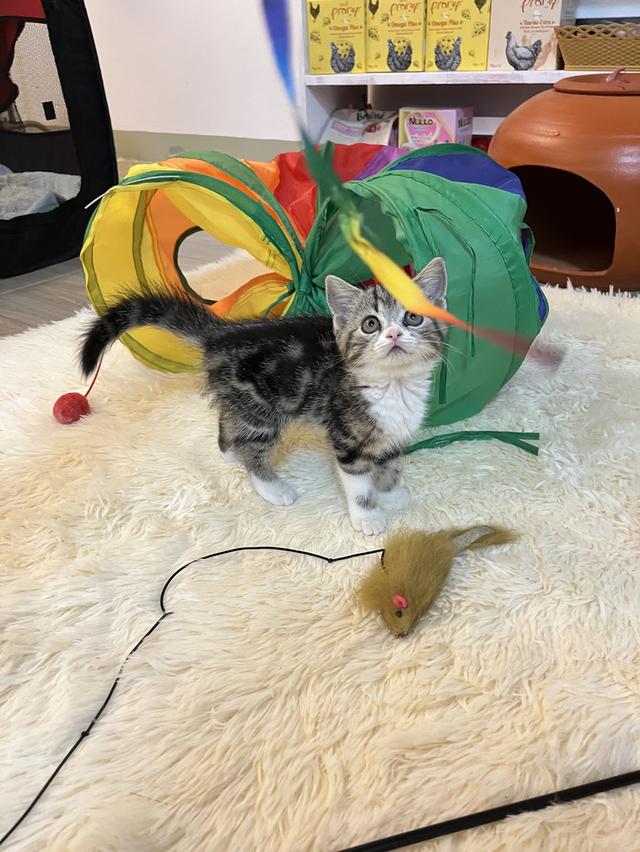 แมวสก๊อตติช   🥰😁😁❌❌❌❌ 11