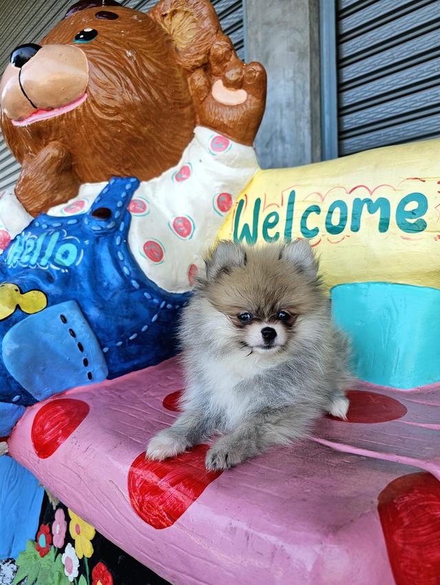 สุนัขพันธุ์ปอมเมอเรเนียน รูปที่ 2