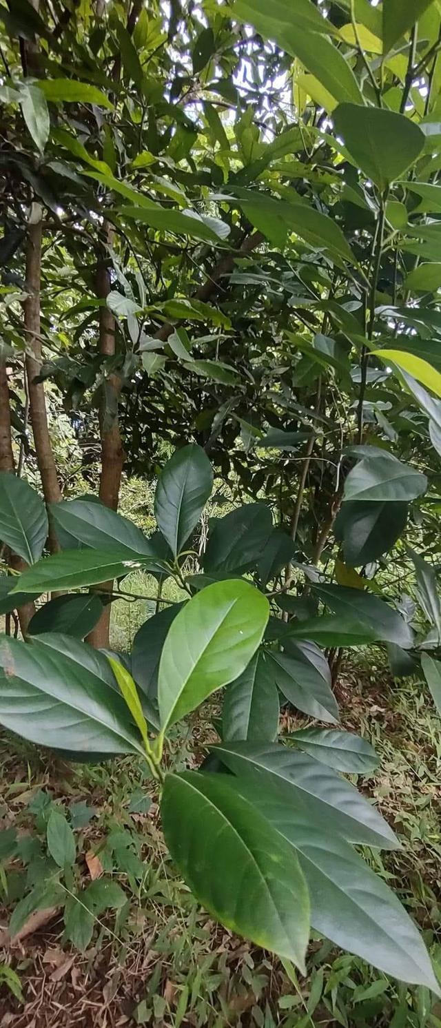 ที่โฉนด ขนาด110มีตรว ราคา280,000ห่าง7-11เพียง1โล  ไฟฟ้าถึงหน้ากว้างติดถนนคอนกรีต17เมตร ด้านในมีต้นไผ่ ขนุน,น้อยหน่า,มะม่วง,กล้วย ต้นสัก,ตะไคร้ 10