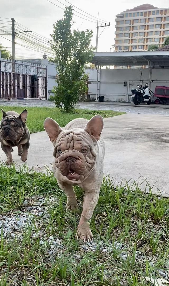 Frenchbulldog velvet big rope