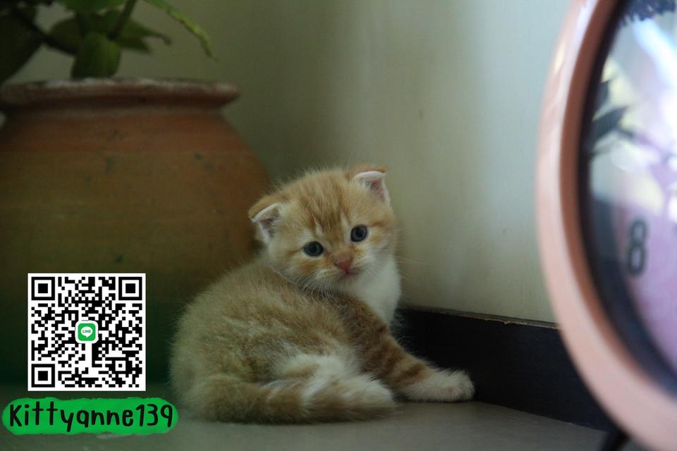 แมวสก็อตติชโฟลด์แท้แบ่งเลี้ยง 14