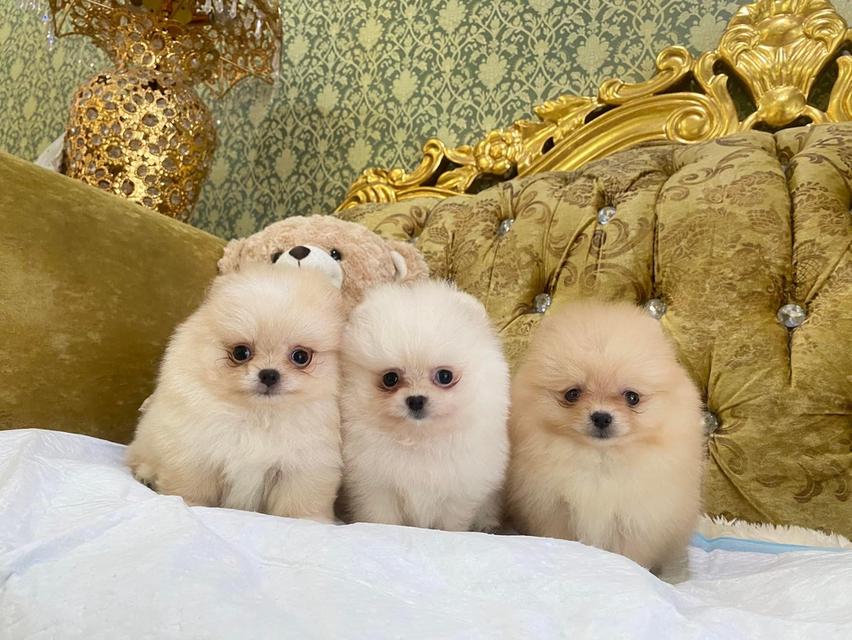 ลูกปอมแท้ มีบริการจัดส่งทั่วประเทศ รูปที่ 6