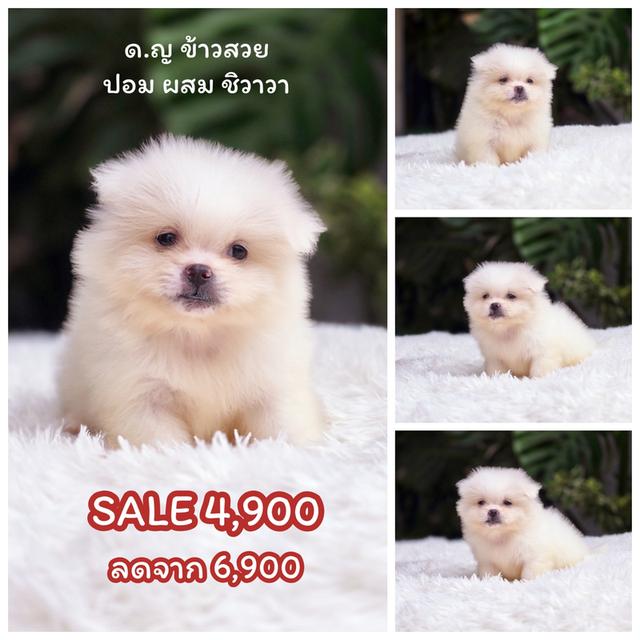 ปอมผสมชิวาวาขนปุกปุยไซส์เล็กน่ารัก 5